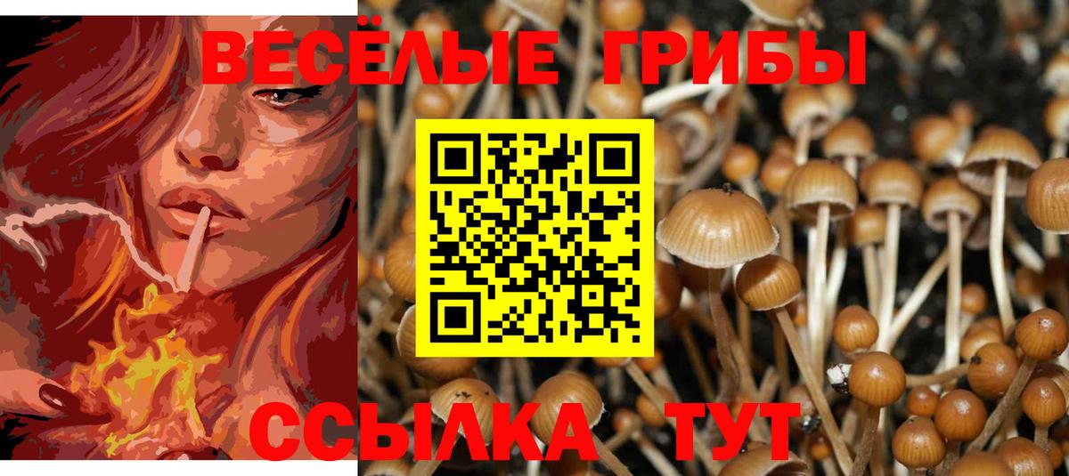 Псилоцибиновые грибы Cubensis  Вход с VPN  Дмитров 